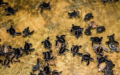 Schildkrotenfarm Kosgoda