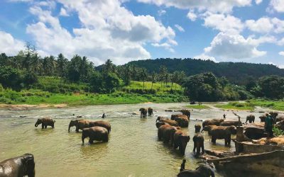 Elefantenwaisenhaus Pinnawela