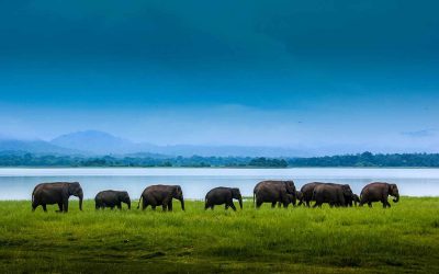 Udawalawa Nationalpark
